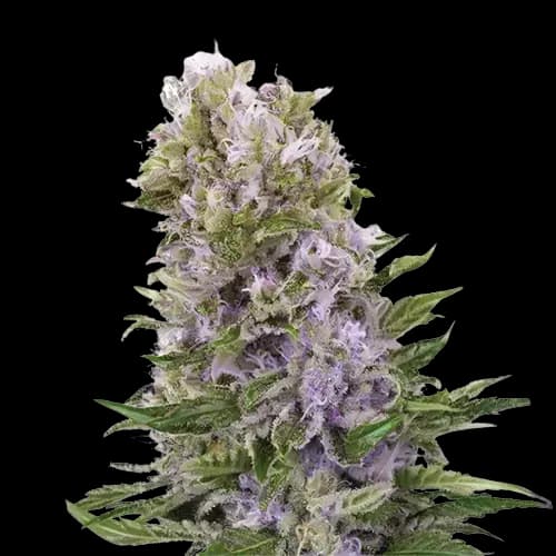Golden Pineapple cannabis seeds packaging, Royal King Seeds USA