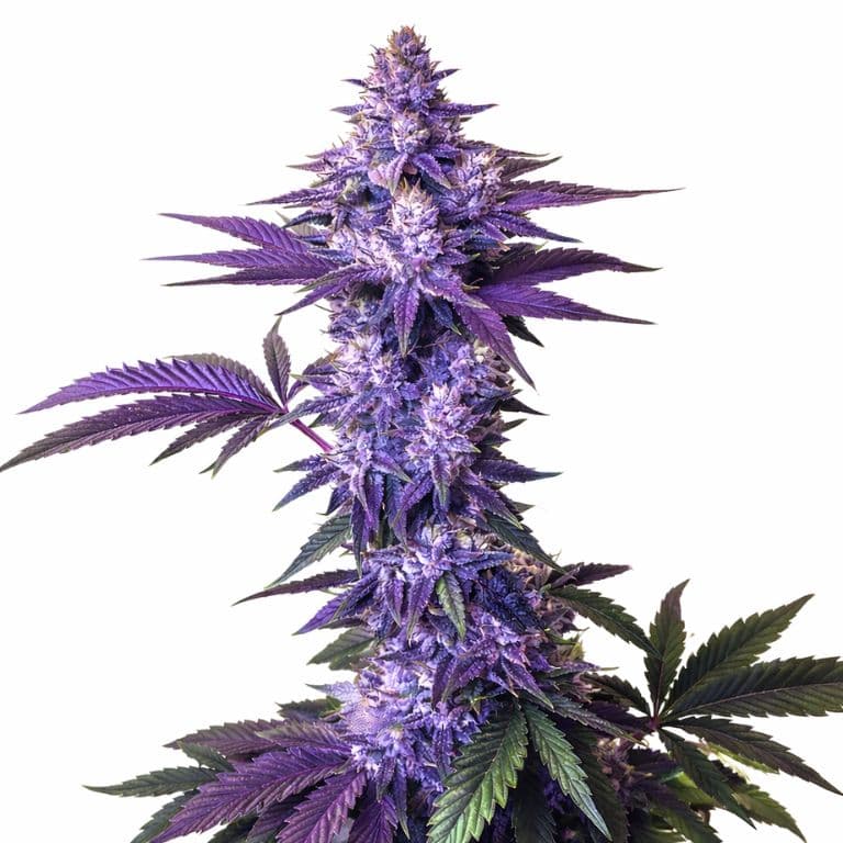 Indica Strains sample marijuana plant