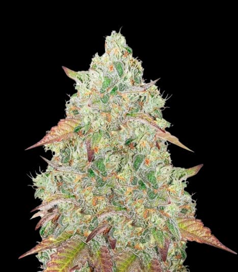 Grandmommy Purple Feminized