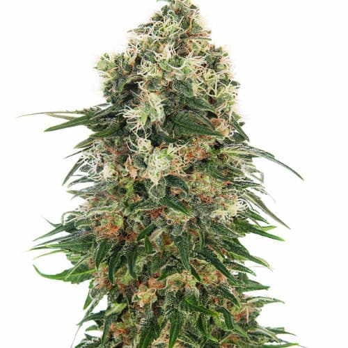 Grape Drink Feminized