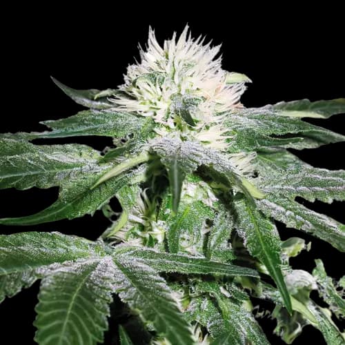 Green Ribbon cannabis seeds packaging, Royal King Seeds USA