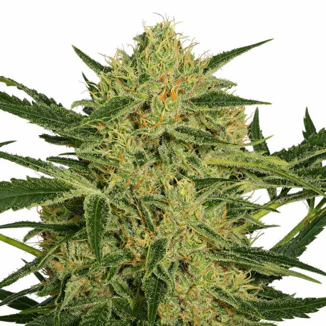 Hawaiian Dream CBD cannabis seeds packaging, Royal King Seeds USA