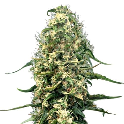Hawaiian Snow cannabis seeds packaging, Royal King Seeds USA