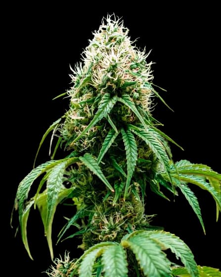 Head Cheese cannabis seeds packaging, Royal King Seeds USA