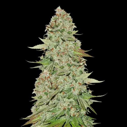 Jane Doe cannabis seeds packaging, Royal King Seeds USA