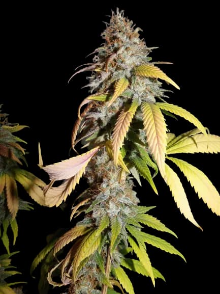 Nebula cannabis seeds packaging, Royal King Seeds USA