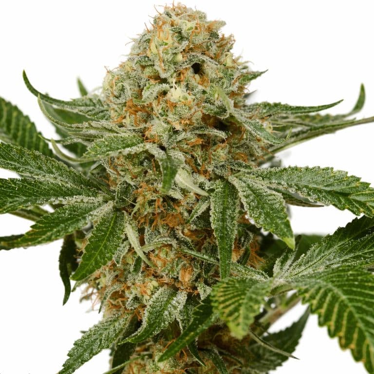 Cannabis grower toolkit on phone