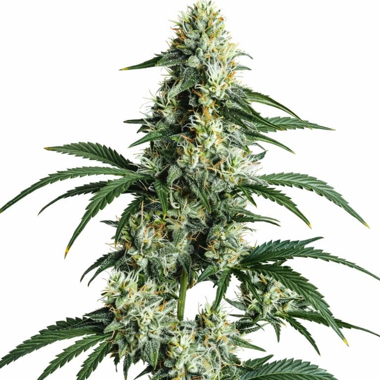 Sativa Strains sample marijuana plant