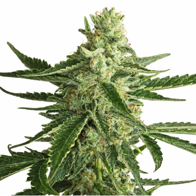 Super Green Crack cannabis seeds packaging, Royal King Seeds USA