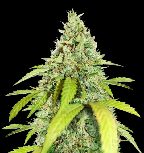 Thin Mint GSC cannabis seeds packaging, Royal King Seeds USA