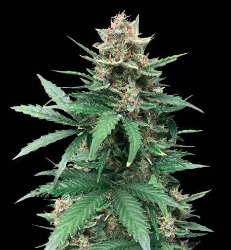 Tutankhamon cannabis seeds packaging, Royal King Seeds USA