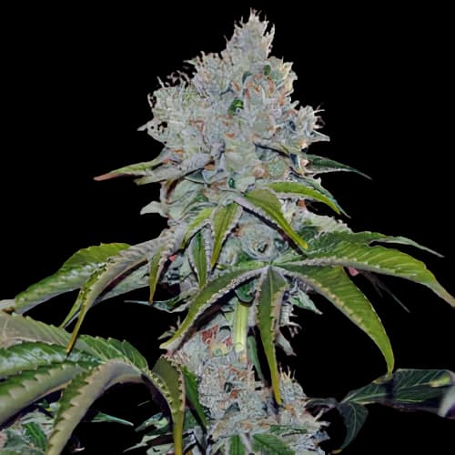 Vader OG cannabis seeds packaging, Royal King Seeds USA