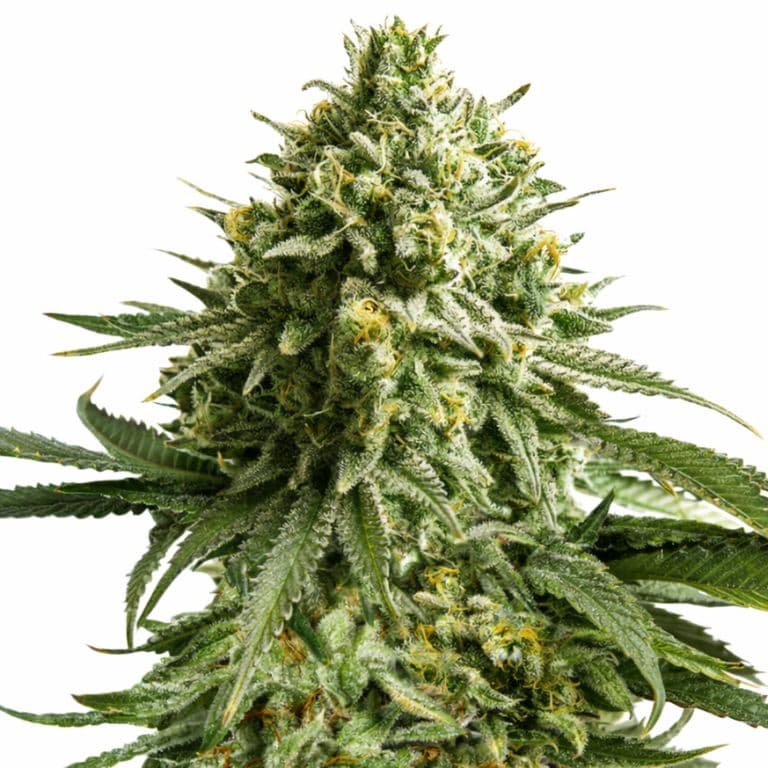 Feminized Seeds sample marijuana plant