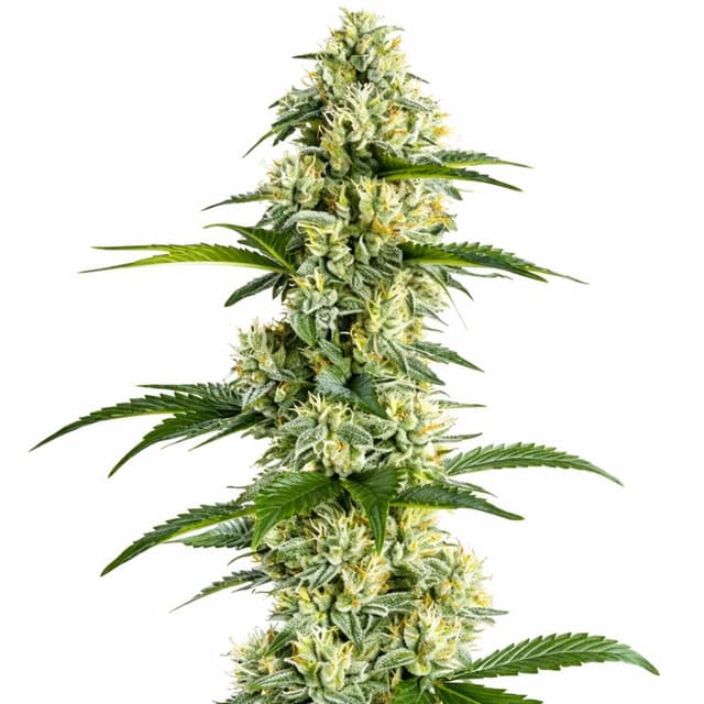 Yumboldt cannabis seeds packaging, Royal King Seeds USA